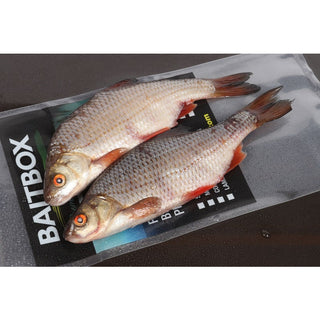 Baitbox Maxi Roach 7/8'' x 2 (Instore Only)