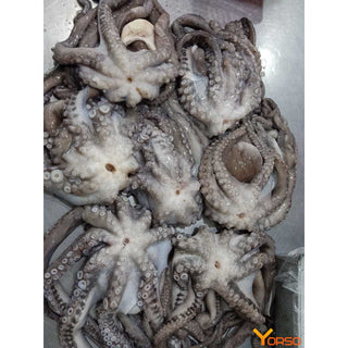 Baitbox Cornish Octopus 500g