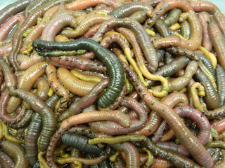 Fresh Lug Worm (Collection ONLY - Not available for delivery)