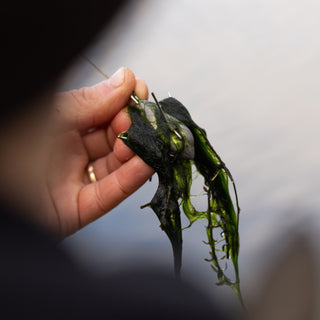 Korda Grapple Leads