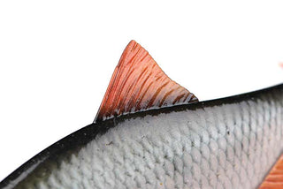 Fox Rage Ultra-Realistic Roach Replicant