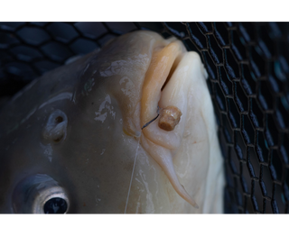 Preston Innovations Hookable Bait Bands