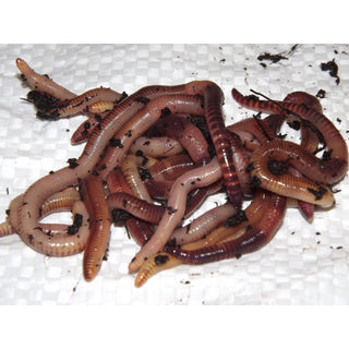 Dendrobaena Worms - Taskers Angling